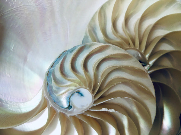 What is mother of pearl? Why is it popular?